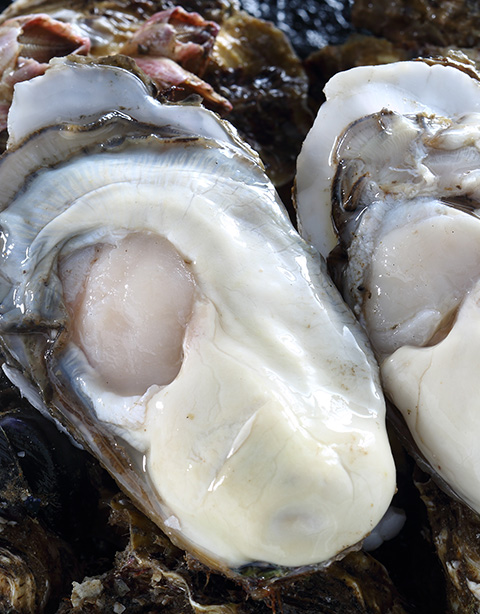乳山牡蛎